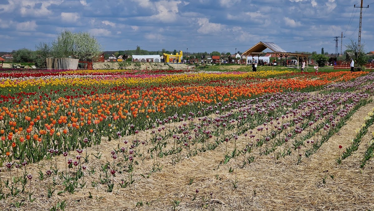Tulipánmező az SB Farmon