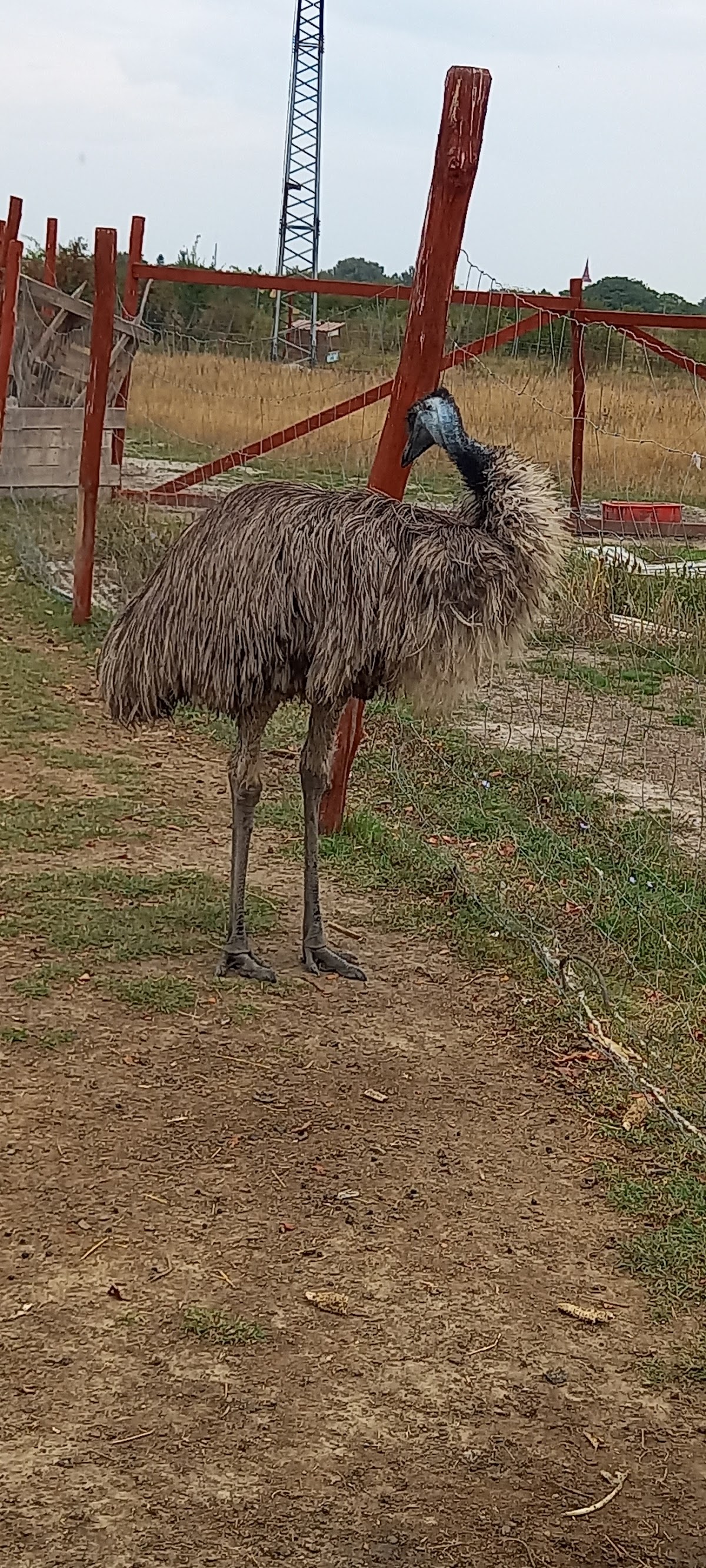 Emu a farmon