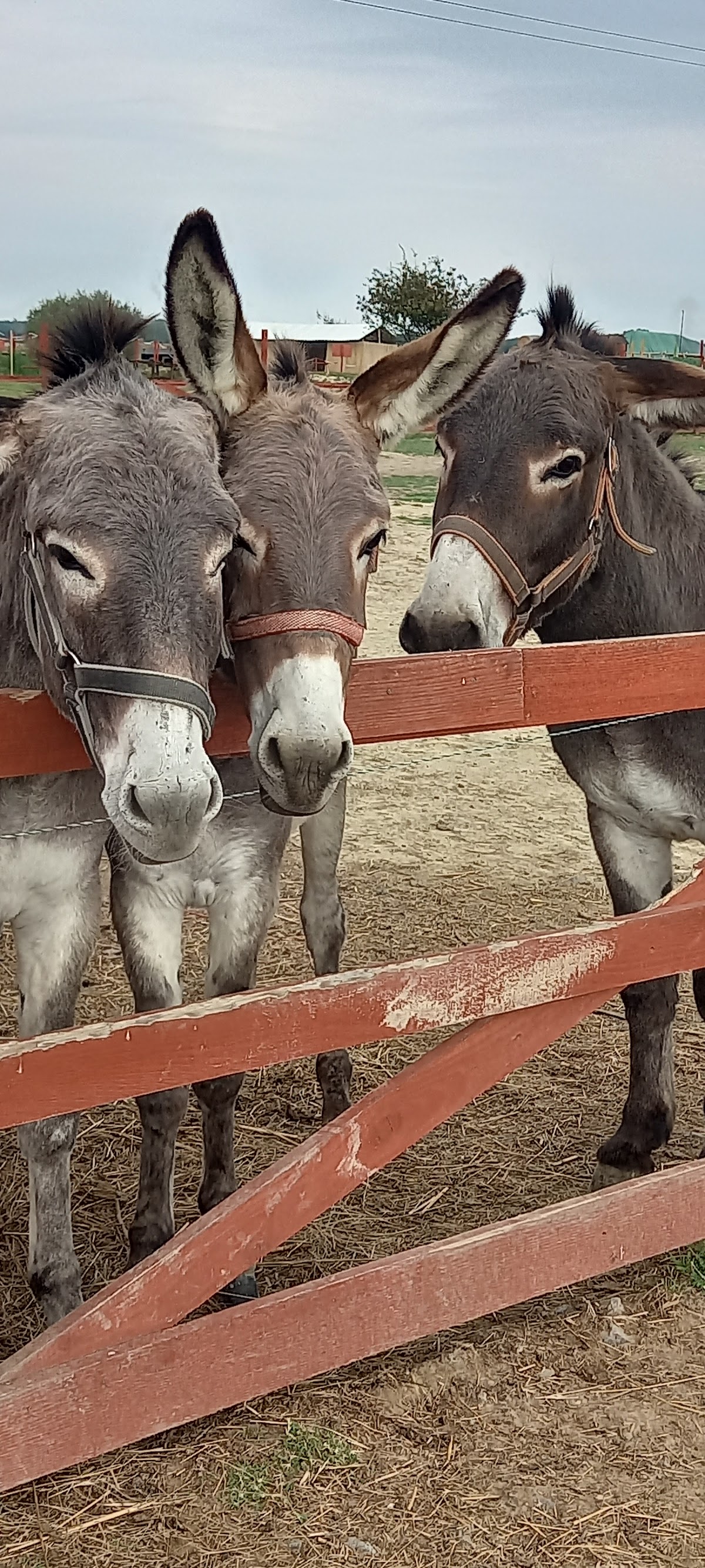 Barátságos szamarak
