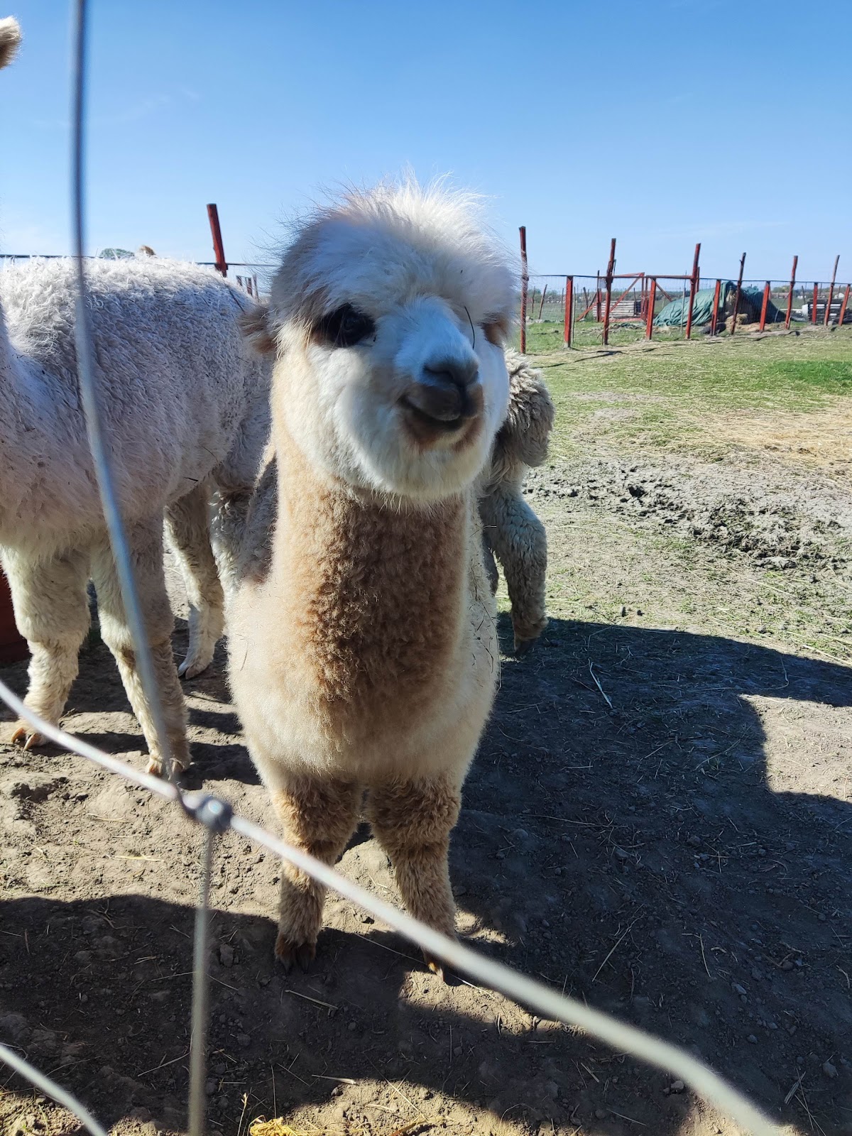 Alpaka közeli portré