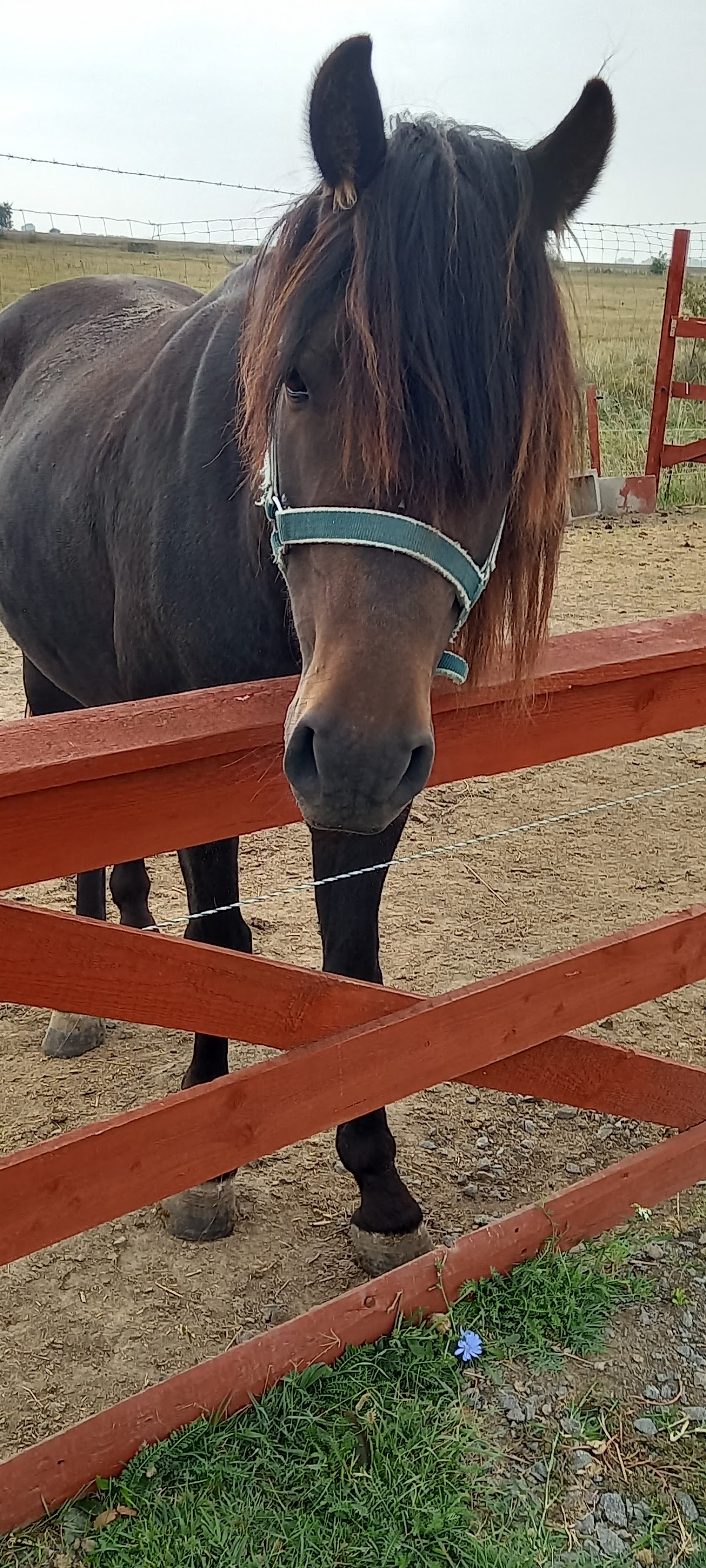 Szelíd ló a kerítésnél